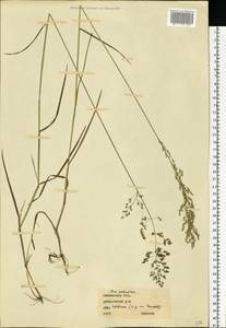 Poa palustris L., Eastern Europe, Western region (E3) (Russia)