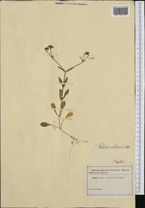 Valerianella locusta (L.) Laterr., Western Europe (EUR) (United Kingdom)