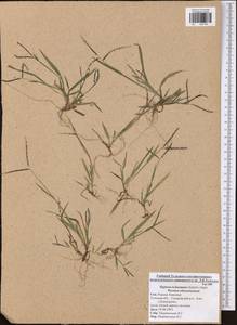 Digitaria ischaemum (Schreb.) Muhl., Eastern Europe, Central region (E4) (Russia)