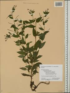 Epilobium roseum subsp. subsessile (Boiss.) P. H. Raven, Eastern Europe, Central region (E4) (Russia)