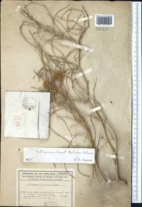 Calligonum caput-medusae Schrenk, Middle Asia, Syr-Darian deserts & Kyzylkum (M7) (Kazakhstan)