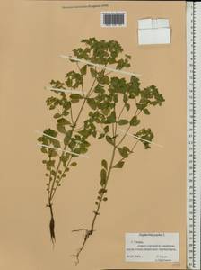 Euphorbia peplus L., Eastern Europe, Central region (E4) (Russia)