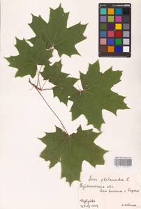 Acer platanoides L., Eastern Europe, Middle Volga region (E8) (Russia)