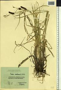 Carex membranacea Hook., Siberia, Chukotka & Kamchatka (S7) (Russia)