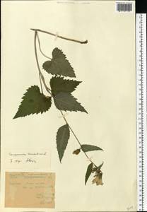 Campanula trachelium L., Eastern Europe, West Ukrainian region (E13) (Ukraine)