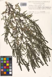 Ambrosia artemisiifolia L., Eastern Europe, Moscow region (E4a) (Russia)