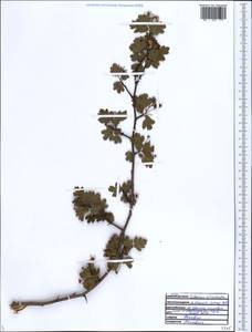Crataegus microphylla C. Koch, Caucasus, Black Sea Shore (from Novorossiysk to Adler) (K3) (Russia)