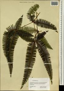 Lygodium, Africa (AFR) (Guinea)