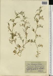 Vicia tetrasperma (L.) Schreb., Eastern Europe, Central region (E4) (Russia)