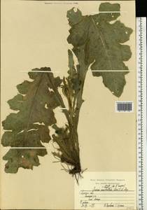 Cirsium esculentum (Siev.) C. A. Mey., Eastern Europe, Central region (E4) (Russia)