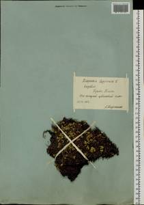 Diapensia lapponica L., Siberia, Yakutia (S5) (Russia)
