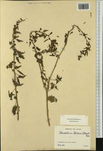 Blitum virgatum L., Western Europe (EUR) (Switzerland)