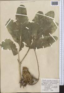 Ferula gigantea B. Fedtsch., Middle Asia, Pamir & Pamiro-Alai (M2) (Tajikistan)