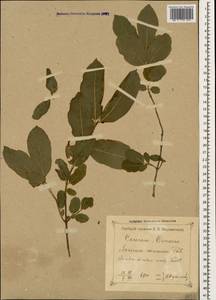 Lonicera caucasica subsp. orientalis (Lam.) D. F. Chamb. & Long, Caucasus, Krasnodar Krai & Adygea (K1a) (Russia)
