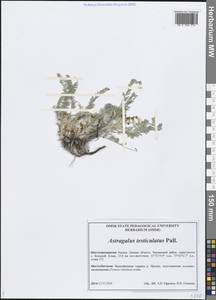 Astragalus testiculatus Pall., Siberia, Western Siberia (S1) (Russia)