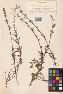 Silene tatarica (L.) Pers., Eastern Europe, Northern region (E1) (Russia)