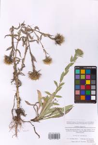 Carlina biebersteinii Bernh. ex Hornem., Eastern Europe, Moscow region (E4a) (Russia)