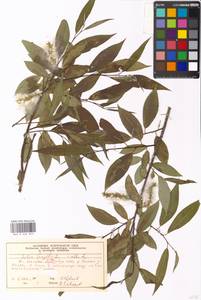 Salix alba × fragilis, Eastern Europe, Moscow region (E4a) (Russia)