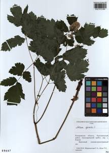 Actaea spicata L., Siberia, Altai & Sayany Mountains (S2) (Russia)