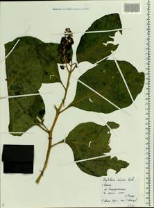 Phytolacca acinosa Roxb., Eastern Europe, Central region (E4) (Russia)