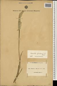 Imperata cylindrica (L.) Raeusch., Caucasus, Azerbaijan (K6) (Azerbaijan)