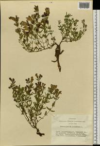 Dracocephalum peregrinum L., Siberia, Altai & Sayany Mountains (S2) (Russia)