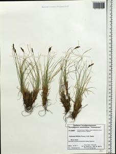 Carex macroprophylla (Y.C.Yang) S.R.Zhang, Siberia, Central Siberia (S3) (Russia)