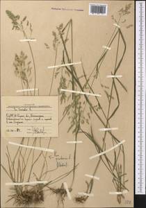 Poa trivialis L., Middle Asia, Western Tian Shan & Karatau (M3) (Uzbekistan)