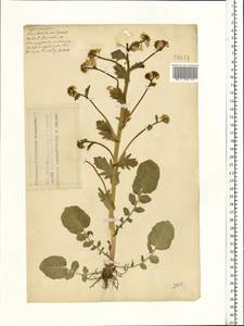 Barbarea vulgaris (L.) W.T.Aiton, Eastern Europe, Middle Volga region (E8) (Russia)