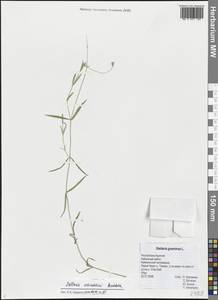 Stellaria schischkinii Peschkova, Siberia, Baikal & Transbaikal region (S4) (Russia)