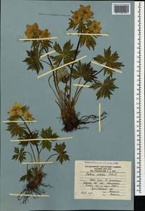 Trollius ranunculinus (Sm.) Stearn, Caucasus, South Ossetia (K4b) (South Ossetia)
