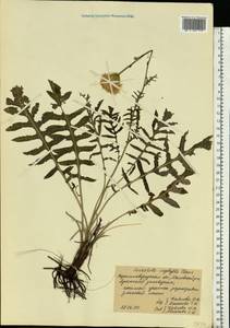Klasea radiata subsp. gmelinii (Tausch) L. Martins, Eastern Europe, North Ukrainian region (E11) (Ukraine)