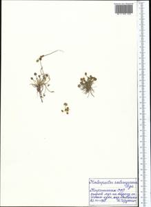 Halerpestes sarmentosus (Adams) Kom., Middle Asia, Northern & Central Tian Shan (M4) (Kyrgyzstan)