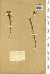 Galatella hauptii (Ledeb.) Lindl. ex DC., Siberia, Central Siberia (S3) (Russia)