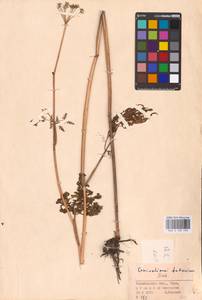 Conioselinum tataricum Hoffm., Eastern Europe, Eastern region (E10) (Russia)