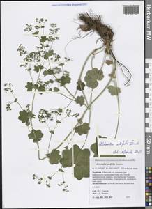 Alchemilla lindbergiana Juz., Siberia, Baikal & Transbaikal region (S4) (Russia)