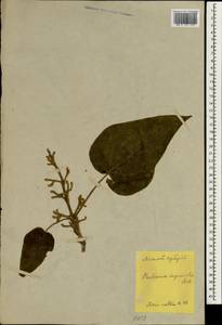 Paulownia tomentosa (Thunb.) Steud., South Asia, South Asia (Asia outside ex-Soviet states and Mongolia) (ASIA) (Japan)