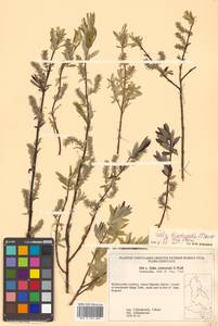 Salix schwerinii E. L. Wolf, Siberia, Russian Far East (S6) (Russia)