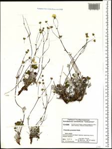 Potentilla ×prostrata Rottb., Siberia, Central Siberia (S3) (Russia)