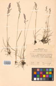 Poa alpigena Lindm., Siberia, Russian Far East (S6) (Russia)