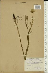 Tragopogon brevirostris DC., Eastern Europe, Rostov Oblast (E12a) (Russia)