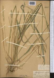 Elymus repens (L.) Gould, Middle Asia, Northern & Central Kazakhstan (M10) (Kazakhstan)