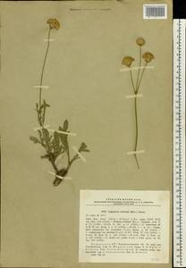 Cephalaria uralensis (Murray) Roem. & Schult., Eastern Europe, North Ukrainian region (E11) (Ukraine)