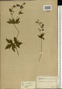 Geranium sylvaticum L., Eastern Europe, Moscow region (E4a) (Russia)