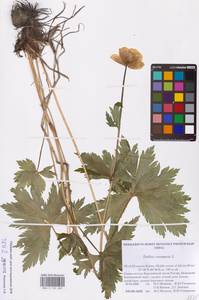 Trollius europaeus L., Eastern Europe, Northern region (E1) (Russia)