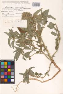 Amaranthus retroflexus L., Eastern Europe, Lower Volga region (E9) (Russia)