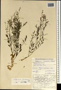 Corethrodendron fruticosum (Pall.) B.H.Choi & H.Ohashi, Mongolia (MONG) (Mongolia)