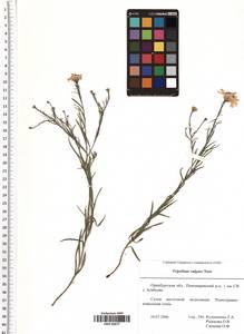 Tripolium pannonicum (Jacq.) Dobrocz., Eastern Europe, Eastern region (E10) (Russia)