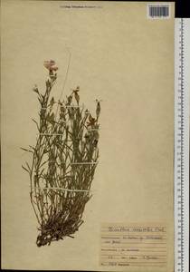 Dianthus chinensis L., Siberia, Baikal & Transbaikal region (S4) (Russia)