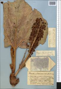 Rheum cordatum Losinsk., Middle Asia, Western Tian Shan & Karatau (M3) (Kazakhstan)